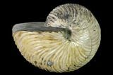 Polished Fossil Nautilus (Cymatoceras) - Madagascar #157817-1